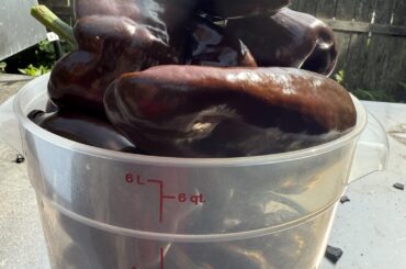 I pulled down 15 poblanos today