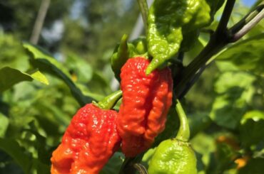 Bhut jolokia peach WM?