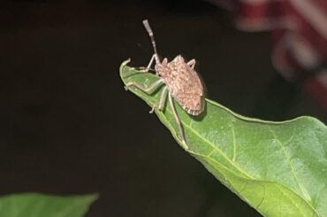 Is this a friendly fellow?