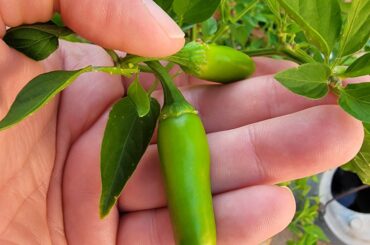 My serrano peppers don't get very big.