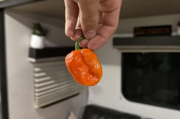 Pepper id pls