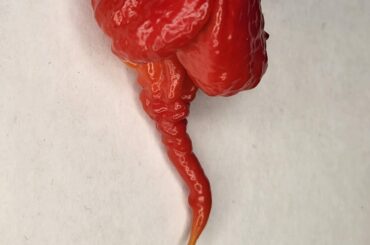 I'll never get tired of the crazy stingers you get on Reapers