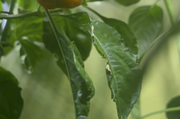My indoor habanero peppers looking good