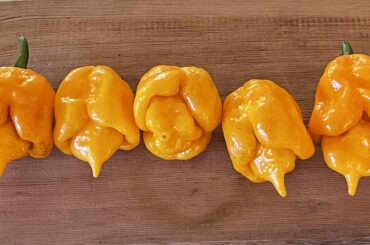 Chili Identification please