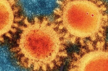 I see your “a water bear spotted eating gelato” and raise you, “Covid viruses spotted converging on a gelato”