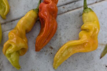 Not Sugar Rush Stripey