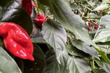 Can you Identify this pepper?