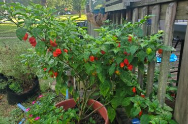 Fiery Doom Incoming!