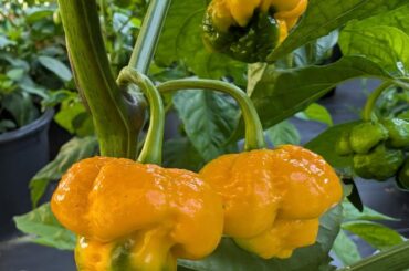 A couple of pics from the garden