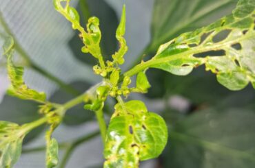 Disease or Pests on my Cayenne Pepper Plants