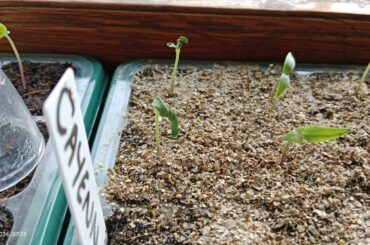 What is happening to my seedlings?
