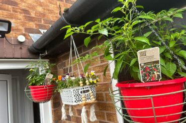 Chilies in hanging baskets and some flowers for my beautiful wife