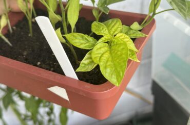 Anyone had a pepper plant just not grow?
