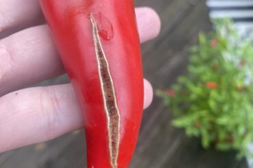 Does anyone know the cause of this damage on my peppers?