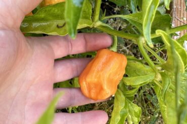 How do I know when my habaneros are ready?