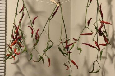 A decent method of drying?