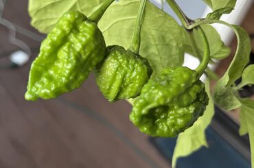 My Only Chocolate Bhutlah Peppers that Fruited Broke off in a Storm Last Night. Anything I can do? They were so close!