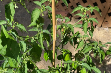 The honeybees have really enjoyed the pepper blossoms all summer