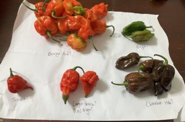 Pepper ID