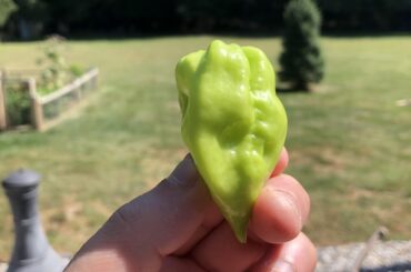 What pepper is this?