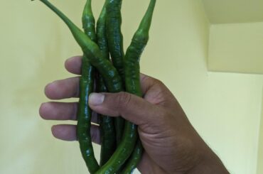 ID request: Super long pepper from Hmong farmer's market