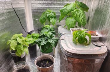 Goat Brains, Zebrange and KSLS