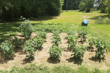 Pepper garden. Early in the season and today.