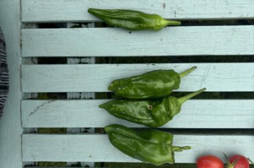 Is this a poblano pepper? (Left)