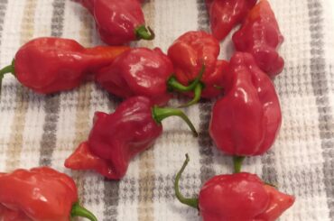 Supposed to be Habanada but clearly not (super spicy). Would you know what they might be?