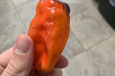 ID? Found in the garden of my new place, left behind by old tenants