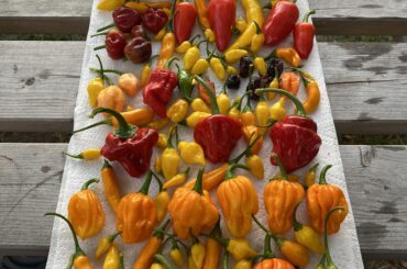 Not bad for a super early crop when there’s still around 30x this ripening and a few KGs of jalapenos waiting to be turned in rings, chipotle and cowboy candy!