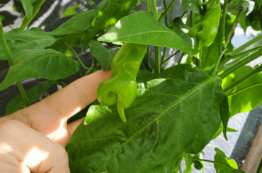 Big foliage on my pepper Erotico