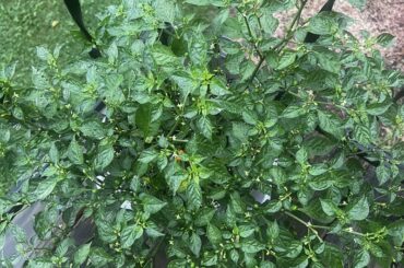 The “Carolina Reapers” I bought. Help identify them please!