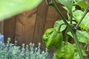 First time grower need help with ID I think some plants were mislabeled