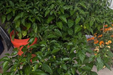 My mini pepper forest