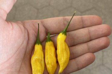 Name of these badboys?