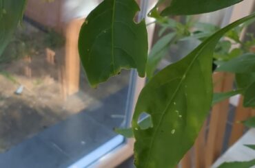 What’s happening to my chillies leaves?