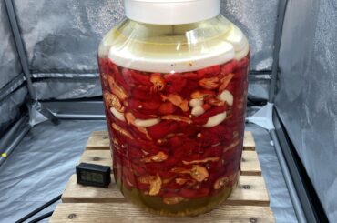 As you suggested, I started a fermentation of my about 300 superhots, hope it turns out well (I still wont be able to eat it)