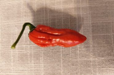 First pepper of my white fatali x carolina reaper cross!