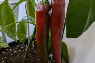 They turned out absolutely not hot