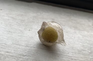 What’s up with this pepper?