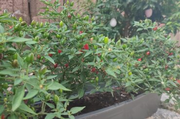 Recommendations for small plants