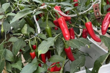 I don’t deserve it, but I’ll take it.