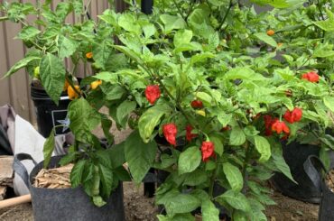 I love this time when colors start to change.