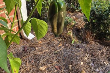 What is wrong with my poblano pepper?