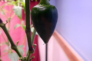 Indoor pepper experiments