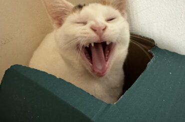 I named my four kittens after Taco Bell Menu Items