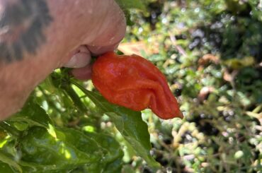 I’d help please and thank you