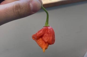 Help IDing this pepper