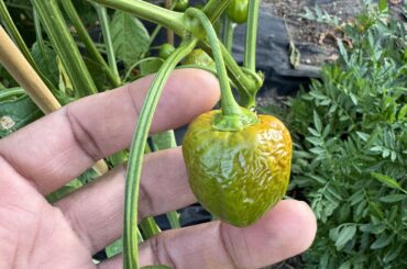 Soft wrinkly peppers